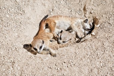 kit meerkat çamura oynuyor