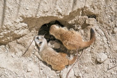 kit meerkat çamura oynuyor