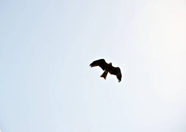 黒凧が空にそびえ立つ — ストック写真