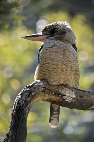 Kookaburra Alado Azul Está Posado Una Rama Árbol — Foto de Stock