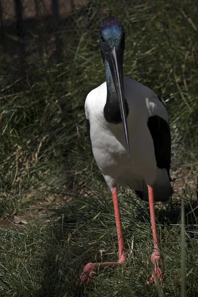 Black Neck Stork Sitting Ion Grass — Stock Photo, Image