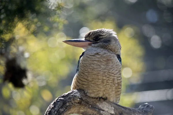 Est Gros Plan Kookaburra Aux Ailes Bleues — Photo