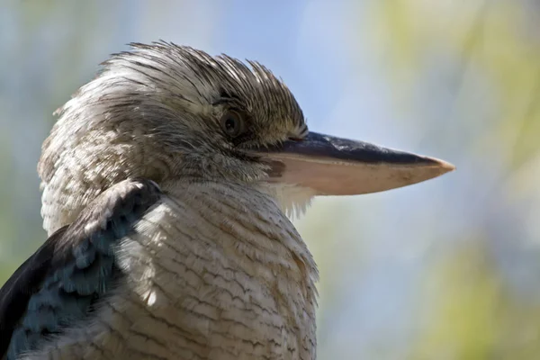 Este Primer Plano Kookaburra Alado Azul —  Fotos de Stock