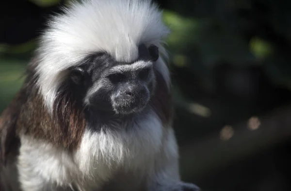 Close Cotton Top Tamarin — Stock Photo, Image