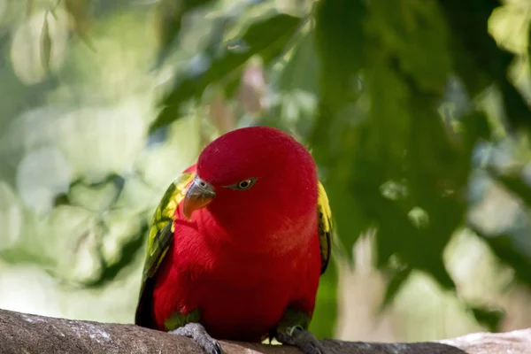 Este Close Uma Tagarelice Lory — Fotografia de Stock