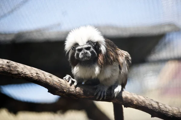 Cotton Top Tamarin Walking Log — Stock Photo, Image