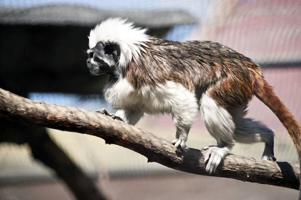 Detta Sidovy Bomull Top Tamarin — Stockfoto