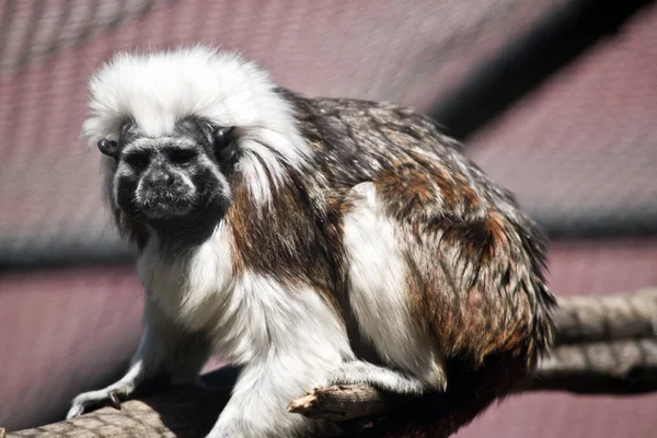 Dit Een Zijaanzicht Van Een Top Tamarin Van Katoen — Stockfoto