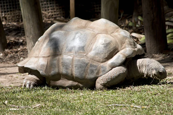 Obří Želva Aldabra Žere Trávu — Stock fotografie