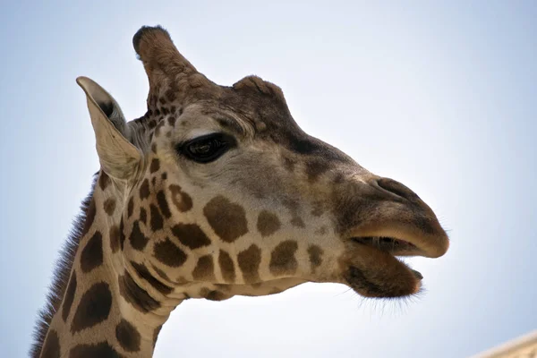 Questo Primo Piano Una Giraffa — Foto Stock
