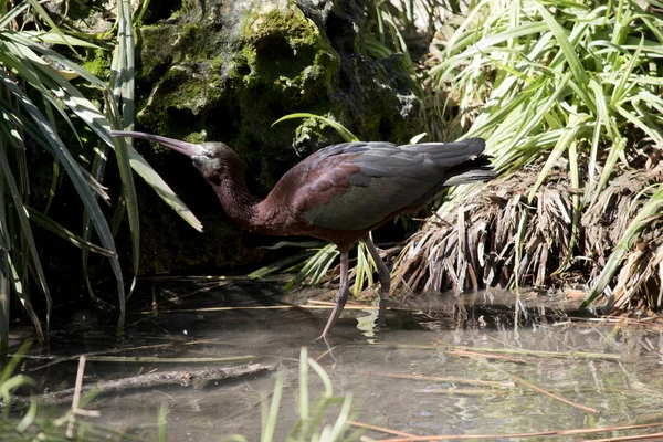 Boční Pohled Ibis Hnědý — Stock fotografie