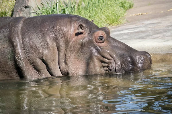 Este Close Hipopótamo — Fotografia de Stock