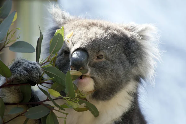 Questo Primo Piano Koala — Foto Stock