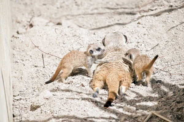 Kit Suricata Están Jugando Tierra Lado Madre — Foto de Stock