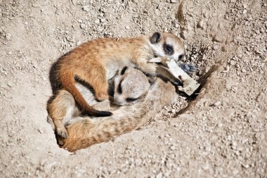 kit meerkat çamura dinlenme