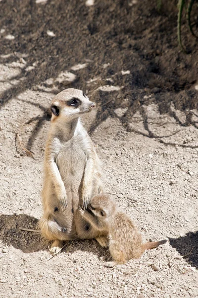 Meerkat는 그녀의 아기의 간호는 — 스톡 사진