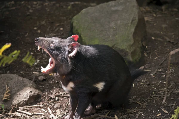 Tasmanian Devil Showing His Teeth — Stock Photo, Image