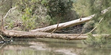 ağaç cleland Milli Parkı gölde üzerine düştü