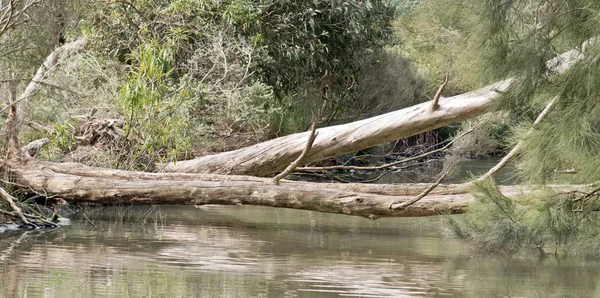 Árvore Caiu Sobre Lago Parque Nacional Cleland — Fotografia de Stock