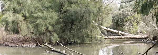 Scène Een Meer Met Bomen Struiken — Stockfoto