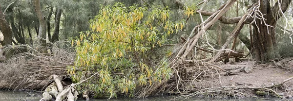 Esta Uma Paisagem Parque Nacional Cleland Uma Árvore Goma Bramble — Fotografia de Stock