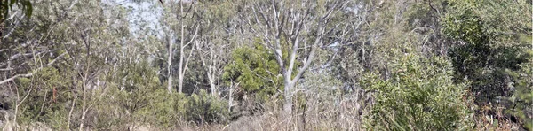 Αυτό Είναι Ένα Τοπίο Στο Cleland Εθνικό Πάρκο Βλέπουν Δέντρα — Φωτογραφία Αρχείου