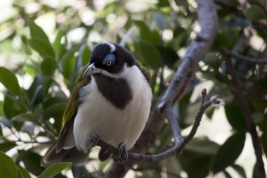 siyah chinned honeyeater ağaca tünemiş