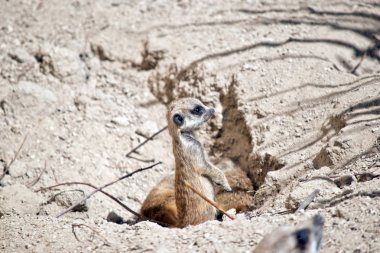 kit meerkat çamura oynuyor