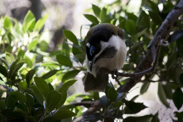 Siyah Chinned Honeyeater Ağaca Tünemiş — Stok fotoğraf