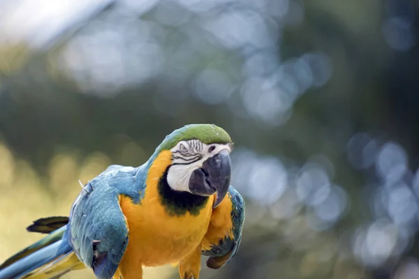 Blue Gold Macaw Perched Tree Branch — Stock Photo, Image