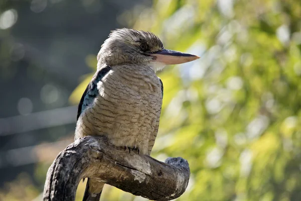 Den Blå Bevingade Kookaburra Ligger Uppe Trädgren — Stockfoto