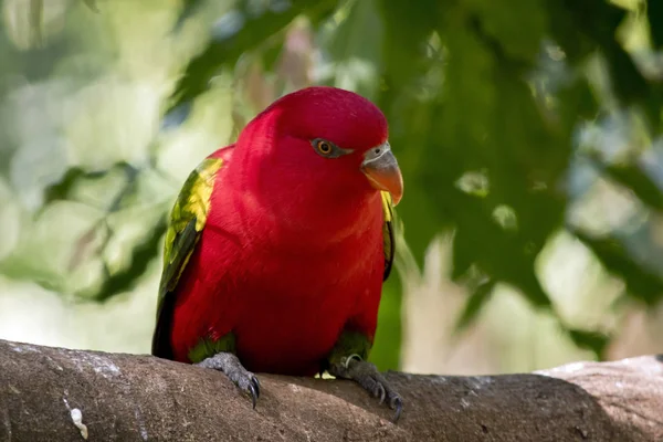 Close Chattering Lory — Stock Photo, Image