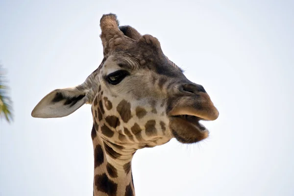 Close Giraffe — Stock Photo, Image