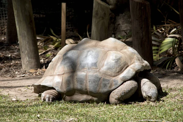 Giant Aldabra Sköldpaddan Äter Gräset — Stockfoto