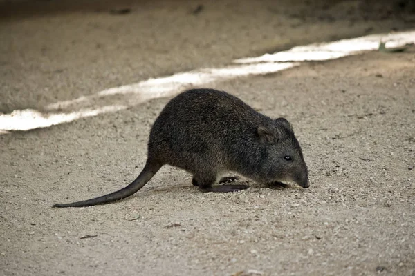 Side View Long Nosed Potoroo — Stock Photo, Image