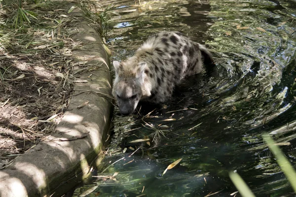 Hiena Riéndose Está Agua Enfriándose —  Fotos de Stock