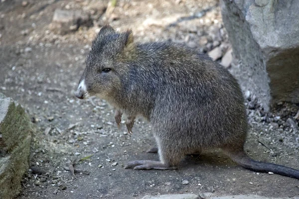 Questa Una Vista Laterale Lungo Potoroo Naso — Foto Stock