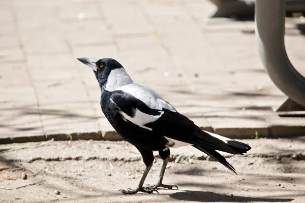 Bir Magpie Yan Görülmektedir — Stok fotoğraf