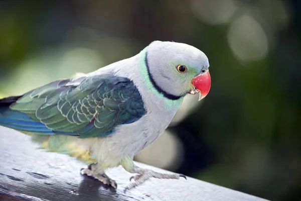 Egy Közeli Fel Egy Malabár Papagáj — Stock Fotó