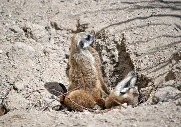 kit meerkat çamura oynuyor