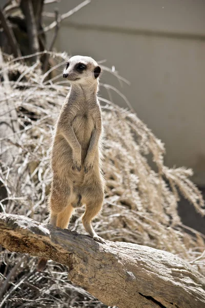 Meerkat는 일족에 — 스톡 사진