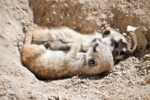 Suricata Kit Están Descansando Suciedad —  Fotos de Stock