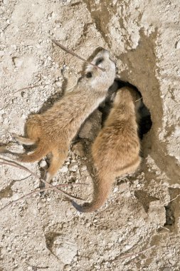 kit meerkat çamura oynuyor