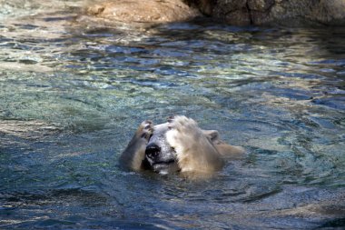 kutup ayısı bir boo göz oynuyor