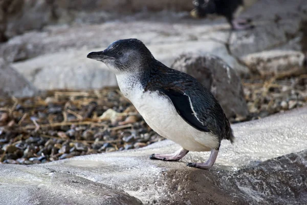 Esta Una Vista Lateral Pingüino —  Fotos de Stock