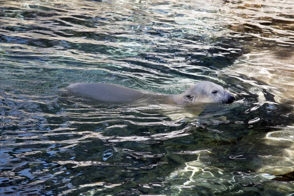 ホッキョクグマは泳いでクールダウン — ストック写真