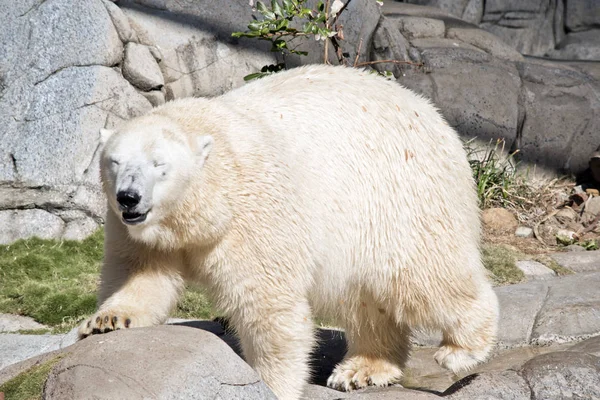 Πολική Αρκούδα Είναι Περπάτημα Στα Βράχια — Φωτογραφία Αρχείου