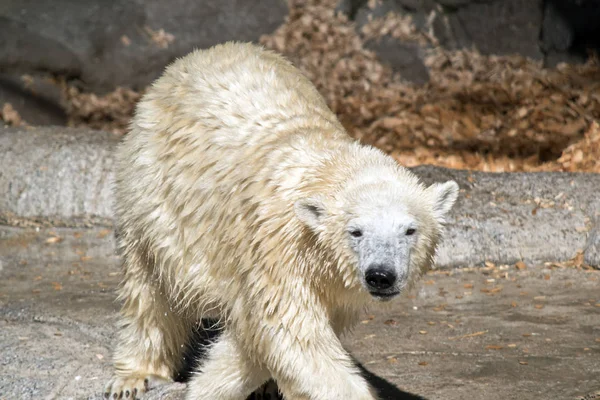 the polar bear is walking on the rocks