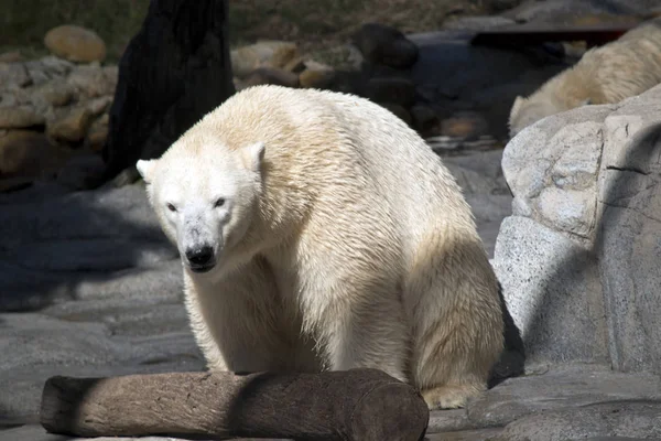 Белый Медведь Ходит Скалам — стоковое фото