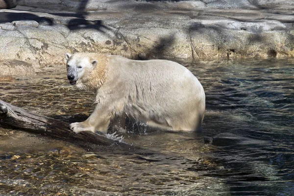 Isbjörnen Promenerar Vidare Till Loggen Efter Sitt Dopp — Stockfoto